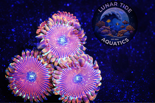 LTA Cosmic Magician Zoas - ALMOST WYSIWYG