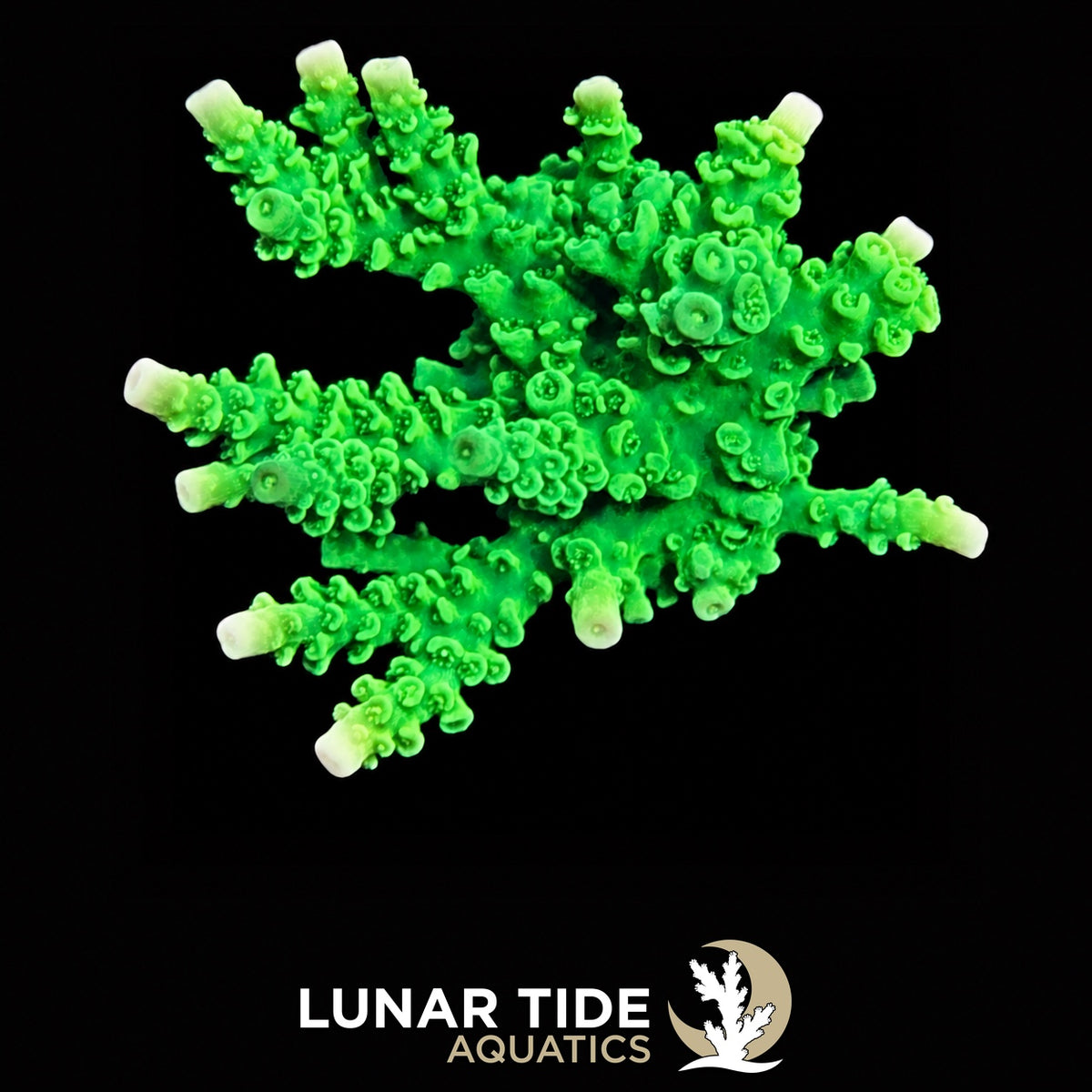 Bali Green Slimer coral