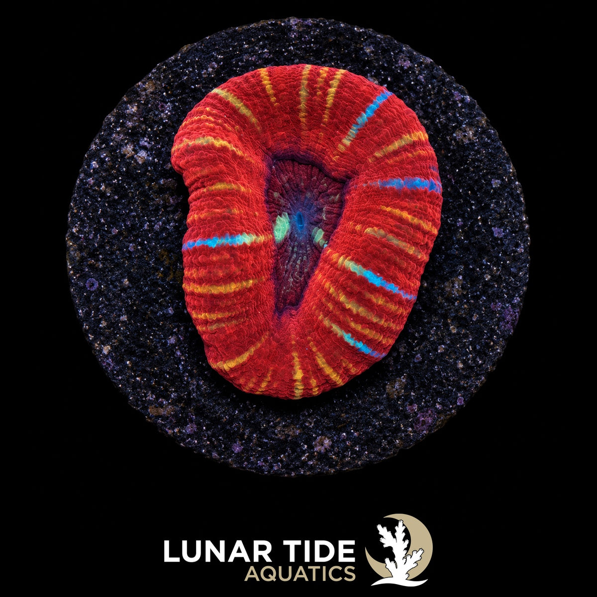 Chromaflare Scoly coral