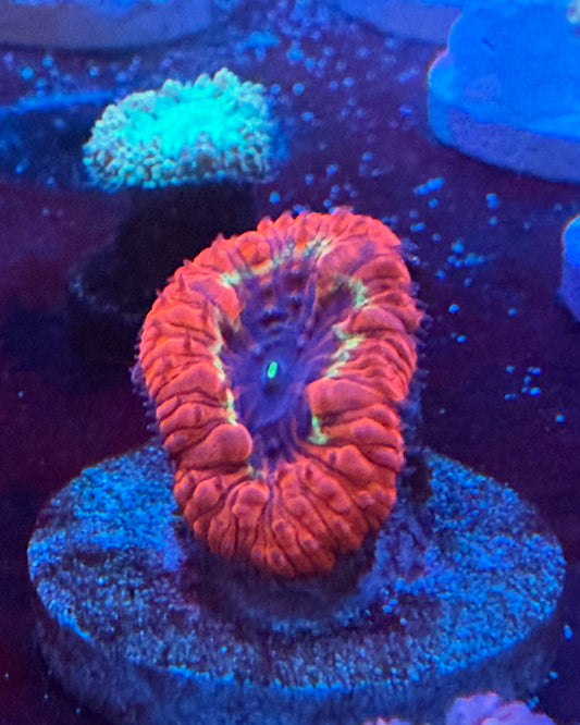 LTA Inferno Heart Blasto 1 — Blastomussa wellsi