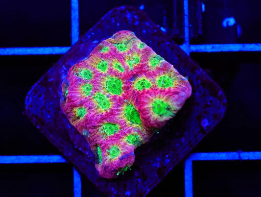 JF Dayglo Favites
