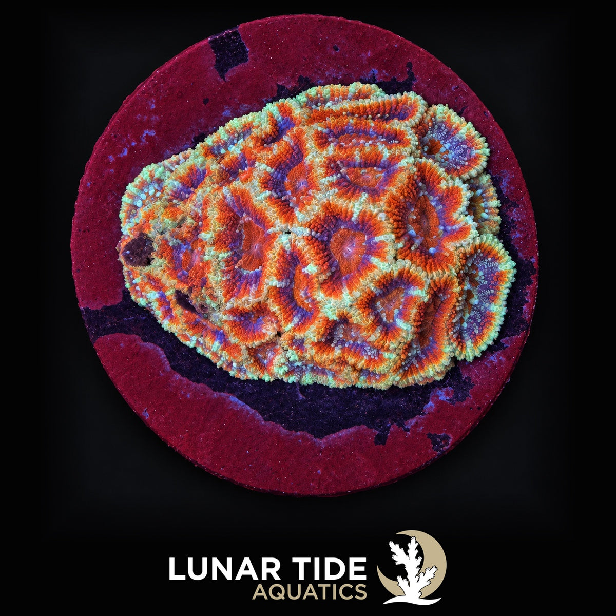 TSA Uncle Sam Micromussa coral
