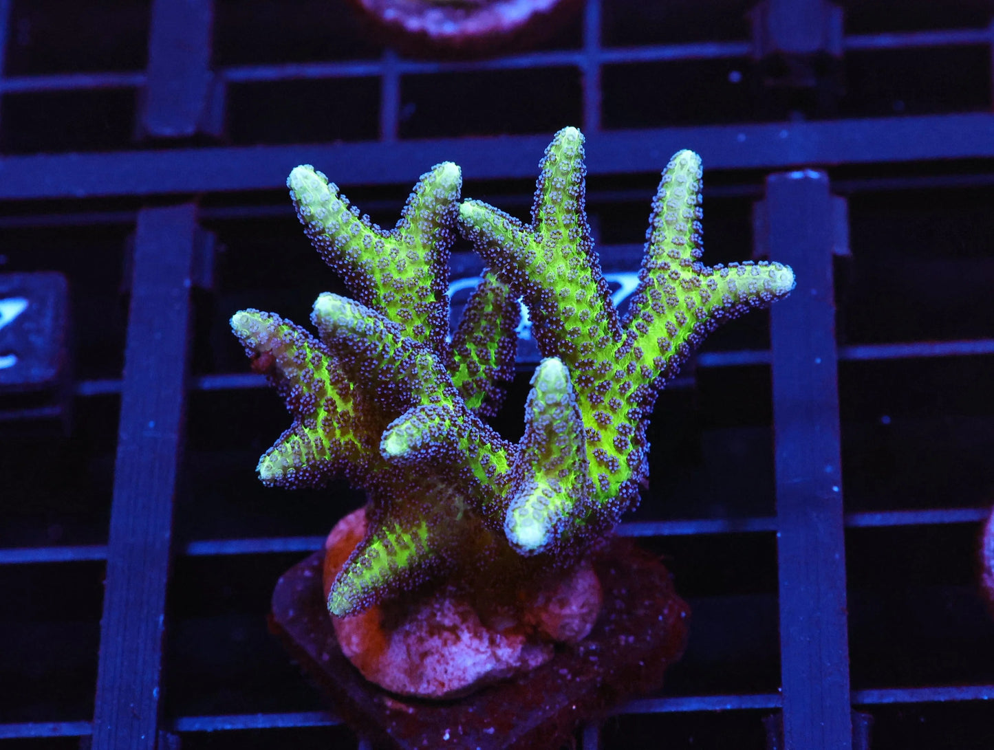 ORA Birds of Paradise Birdsnest