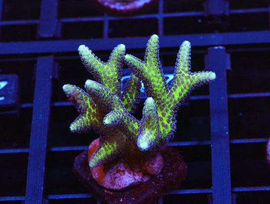 ORA Birds of Paradise Birdsnest