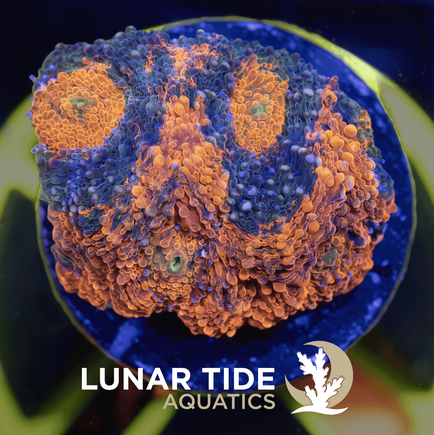 LT Tropicana Sunrise Acanthastrea Echinatas