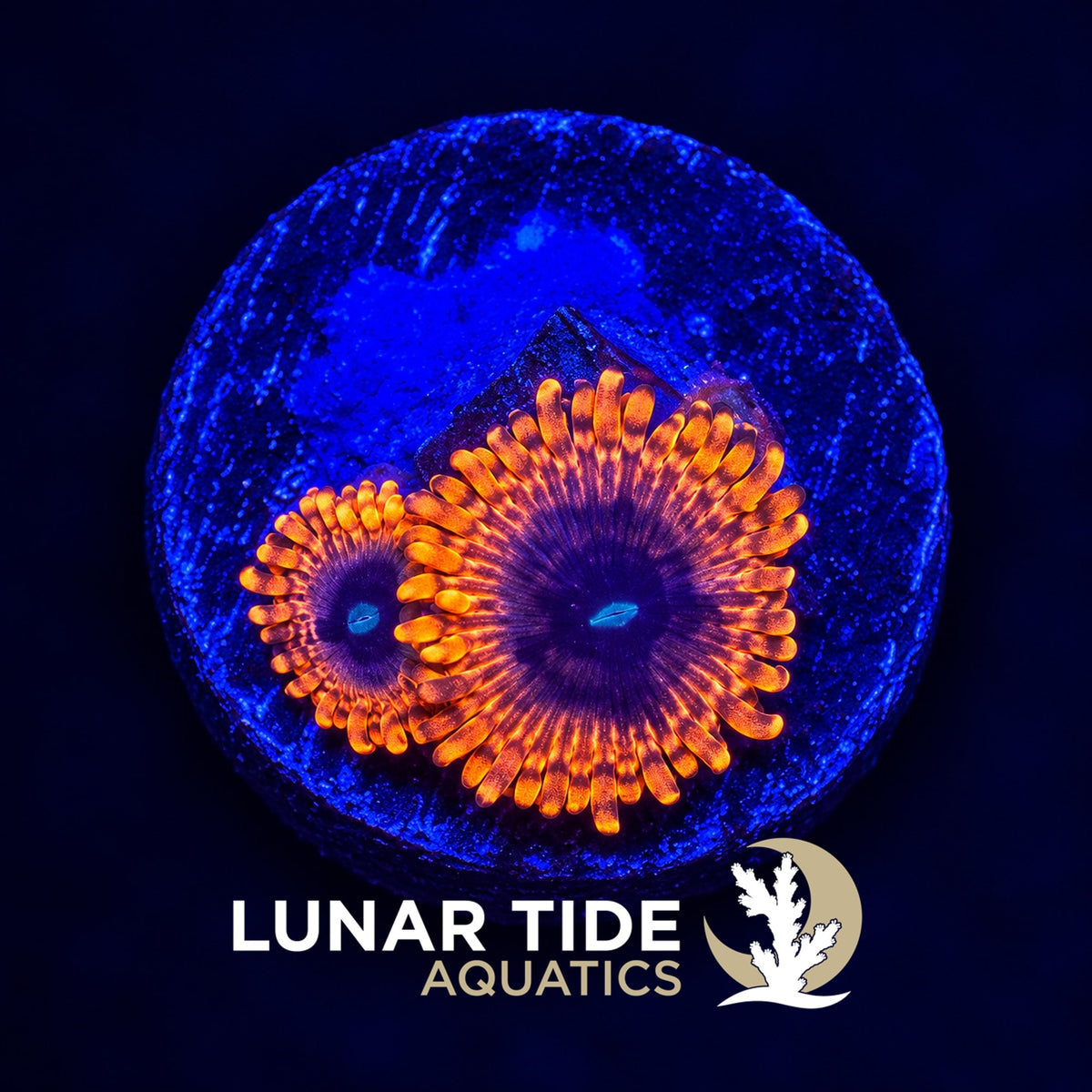 Lunar Eclipse Zoas coral