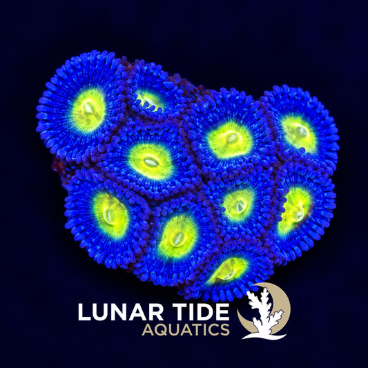 Lunar Tide Aquatics coral photo