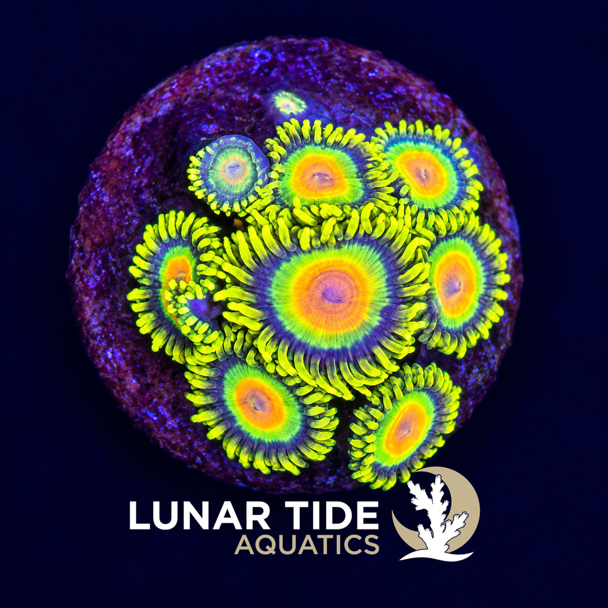 Lunar Tide Aquatics coral photo