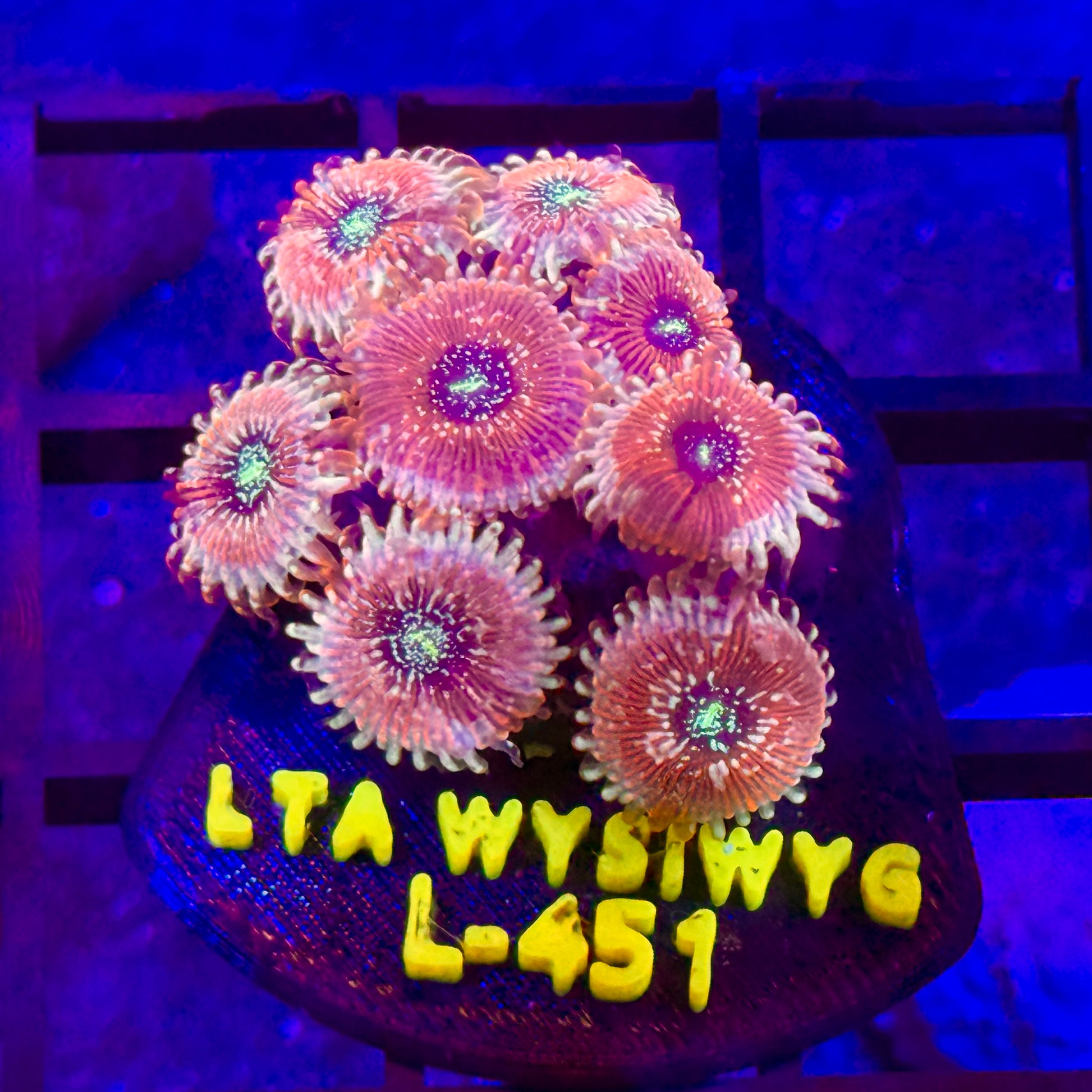 LT Seduction Paly Mini Colony
