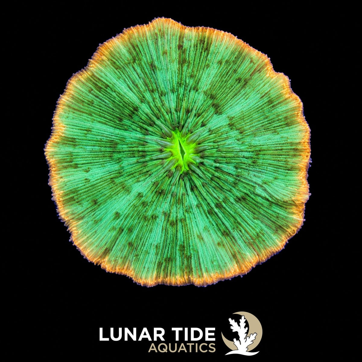 LT Solar Halo Plate Coral coral