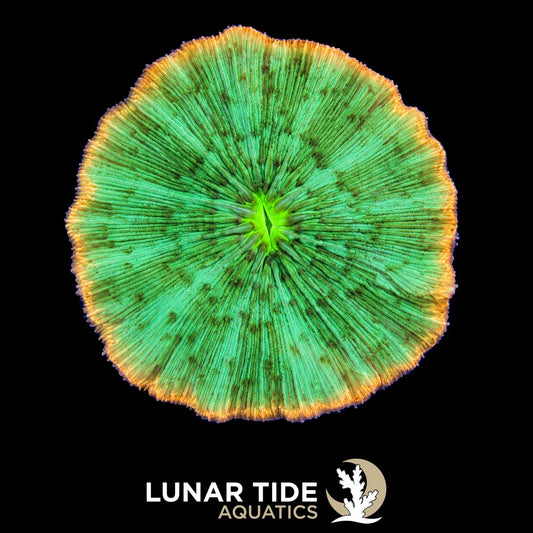 LT Solar Halo Plate Coral coral