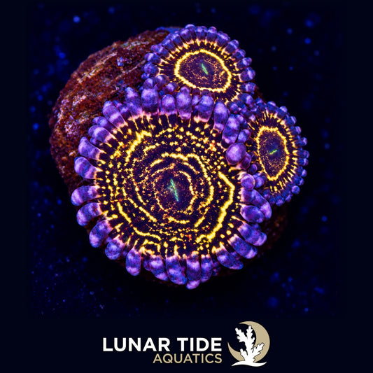 Lunar Tide Aquatics coral photo