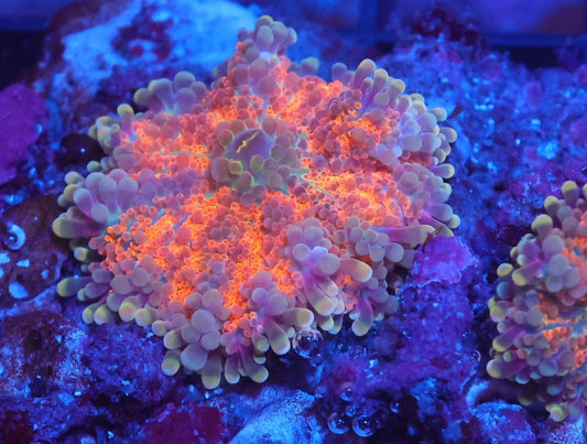 LTA Rainbow Sunset Yuma - WYSIWYG