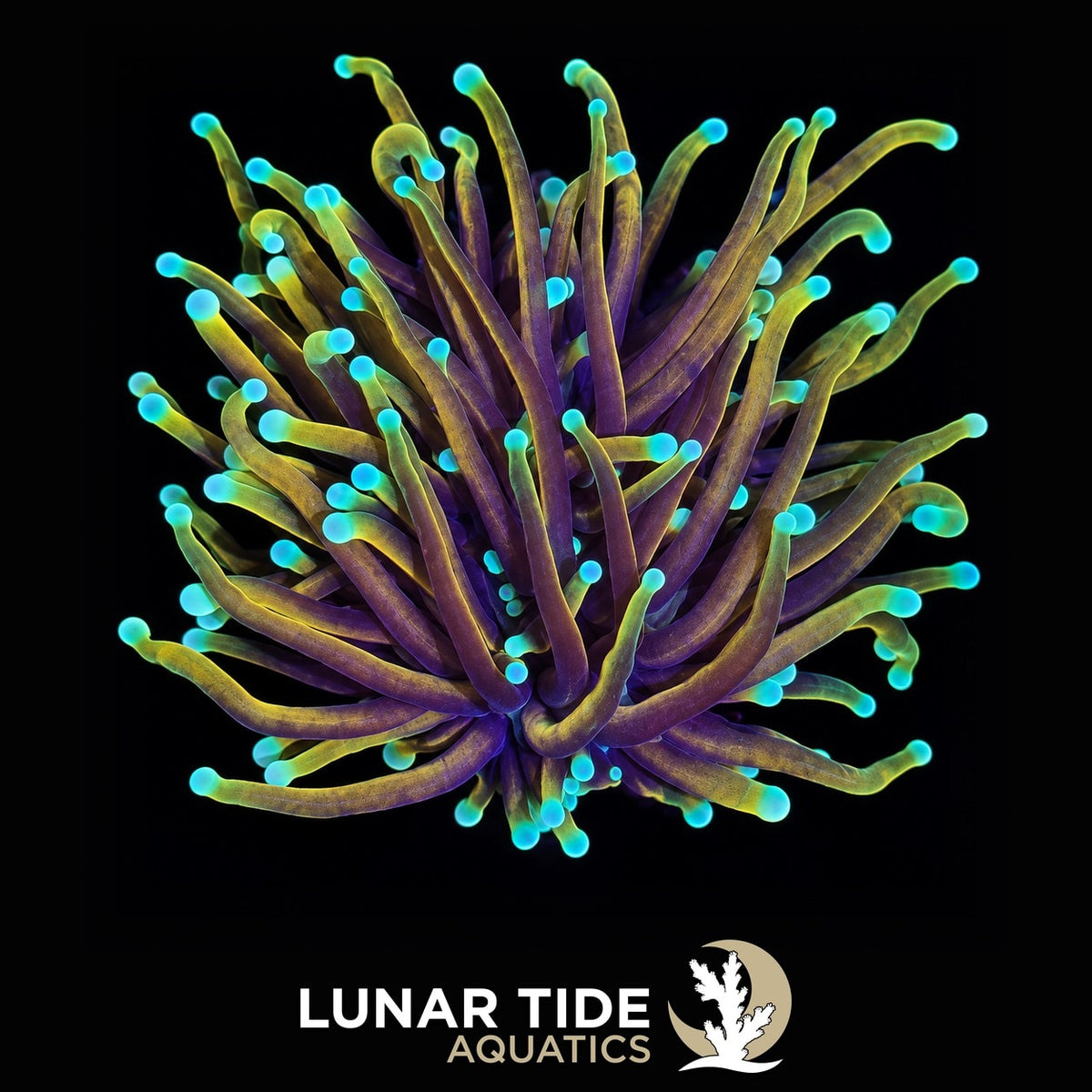 Night Vision Torch coral
