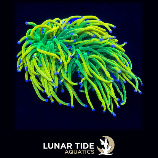 OG ASD Holy Grail Torch coral