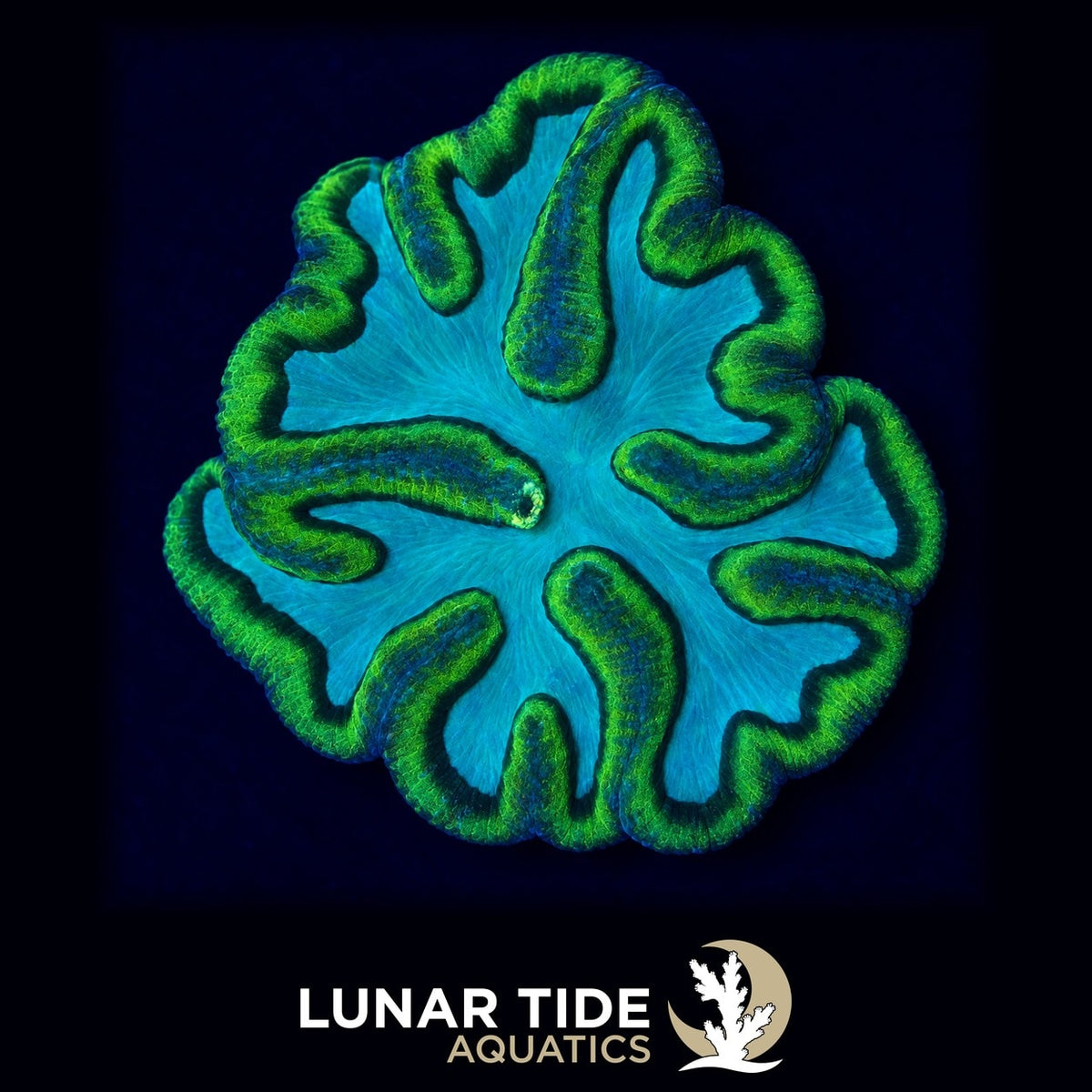 LT Emerald Lagoon Symphyllia coral