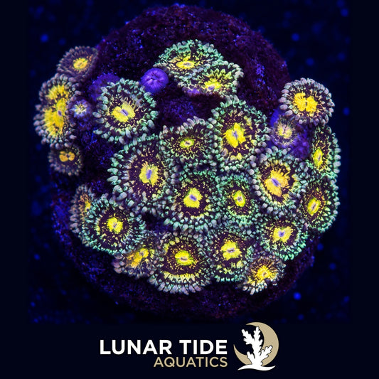 Lunar Tide Aquatics coral photo