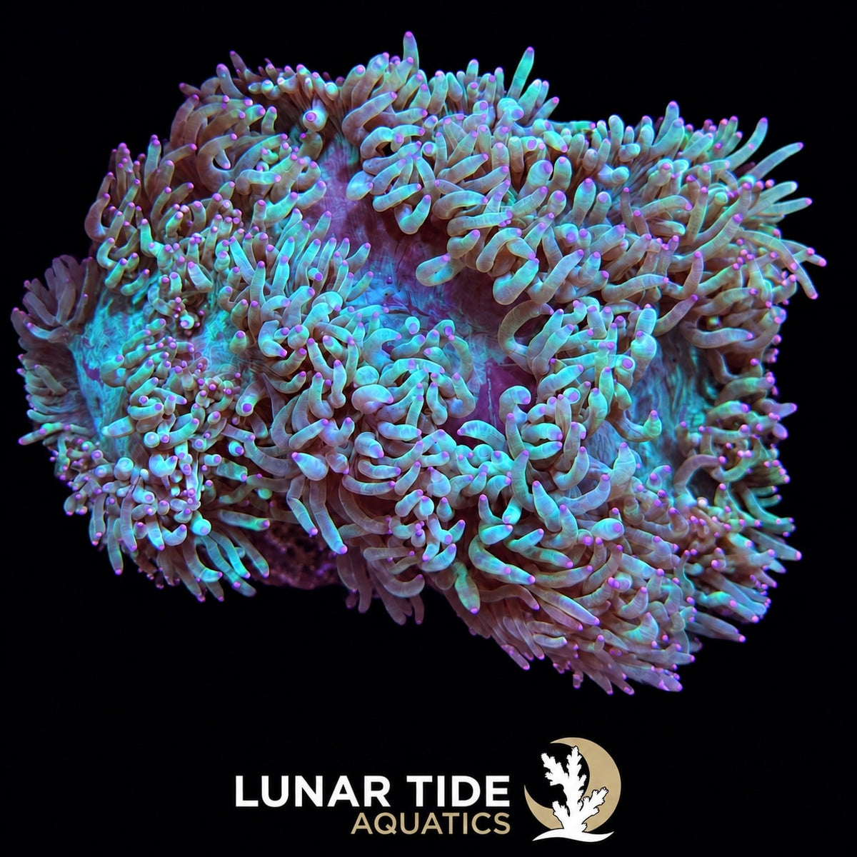 Purple-Tipped Elegance Coral coral
