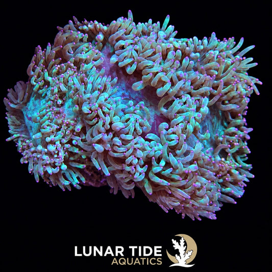 Purple-Tipped Elegance Coral coral