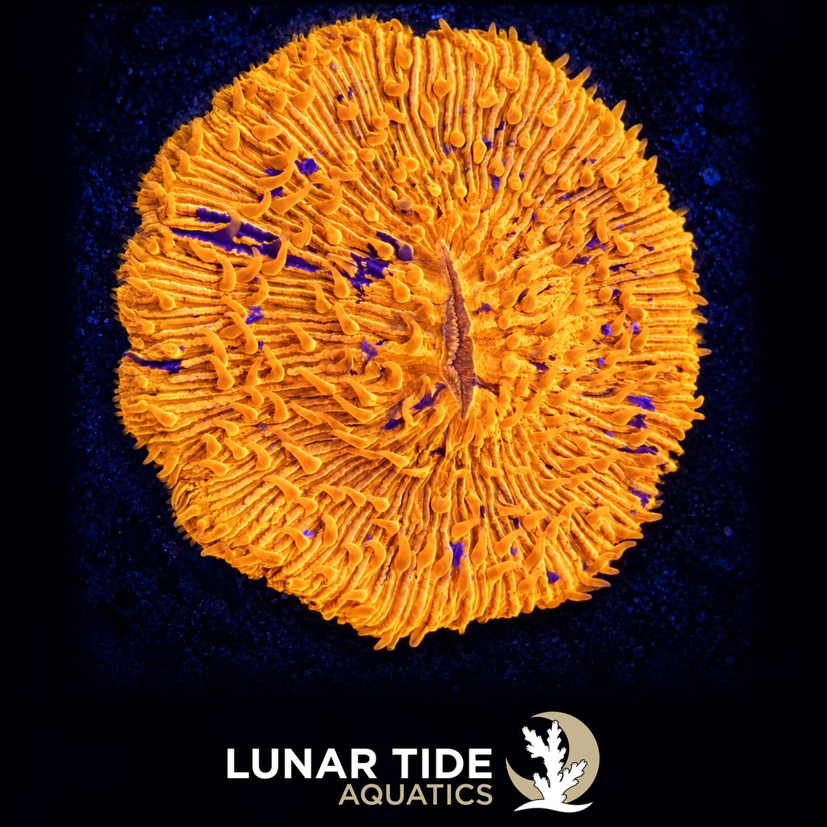 Splatter Pattern Plate coral