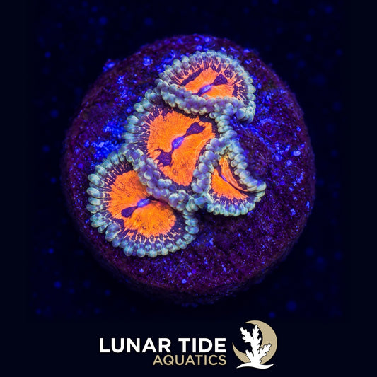 Lunar Tide Aquatics coral photo