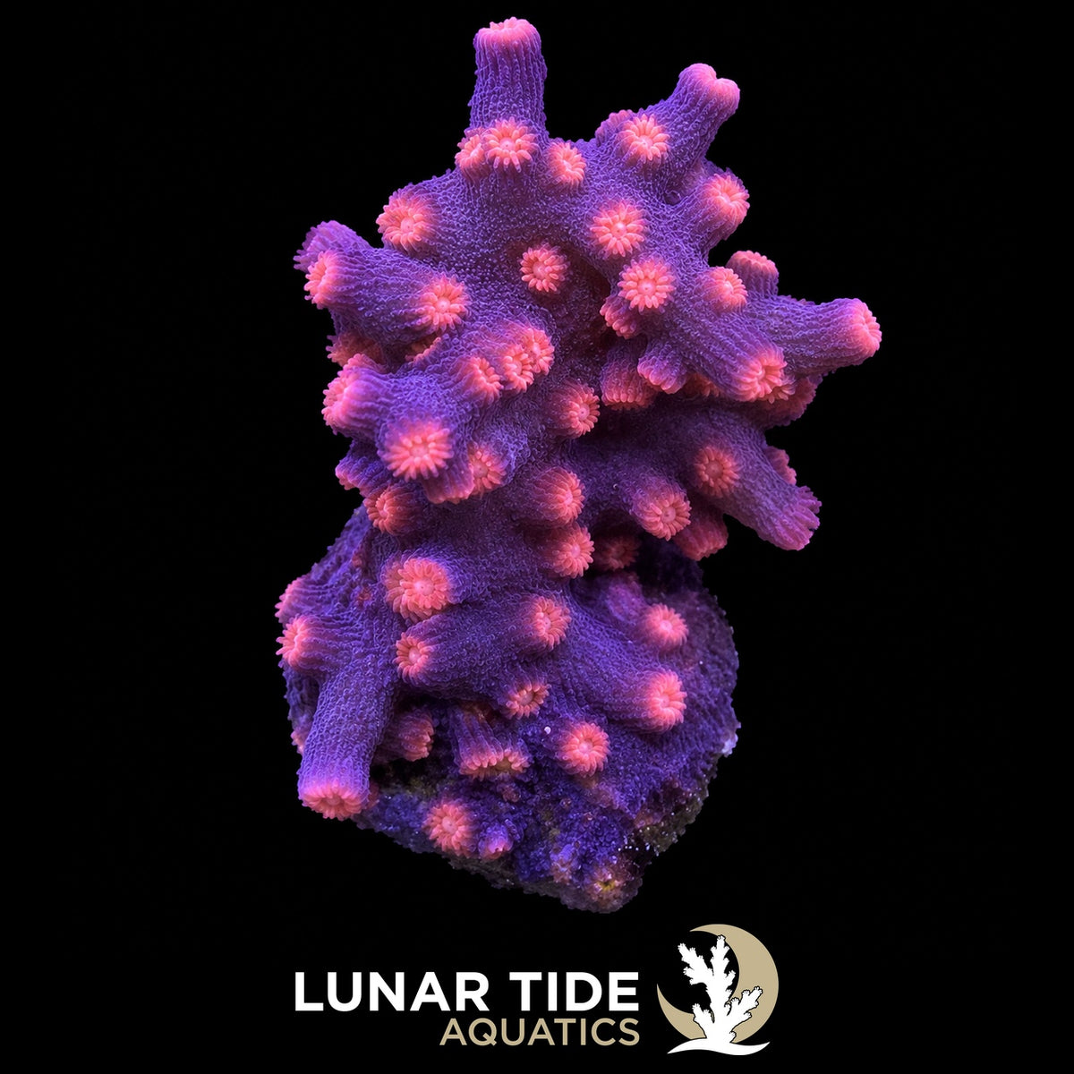 Branching Cyphastrea coral