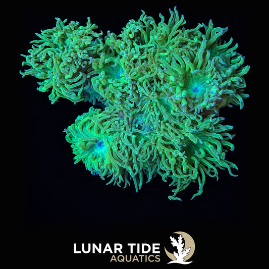 Lunar Tide Aquatics coral photo