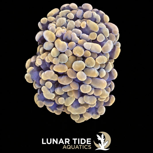 Golden Anvil coral
