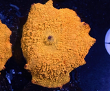 LTA OG Poletti Jawbreaker Mushroom