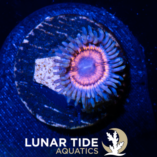 LTA Armor of God Zoanthids