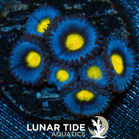 LTA AOI Zoanthids