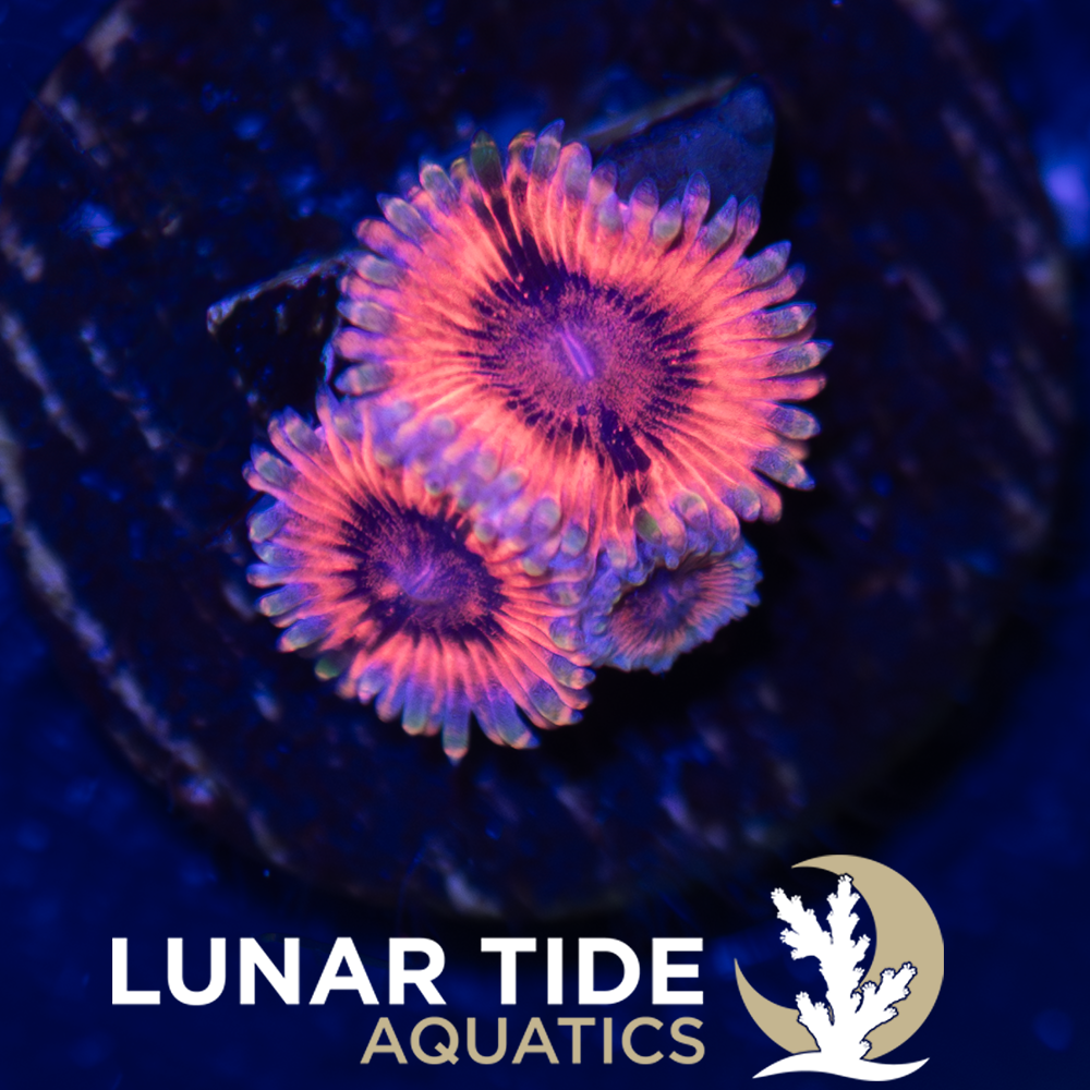 Afterburners  Zoanthids