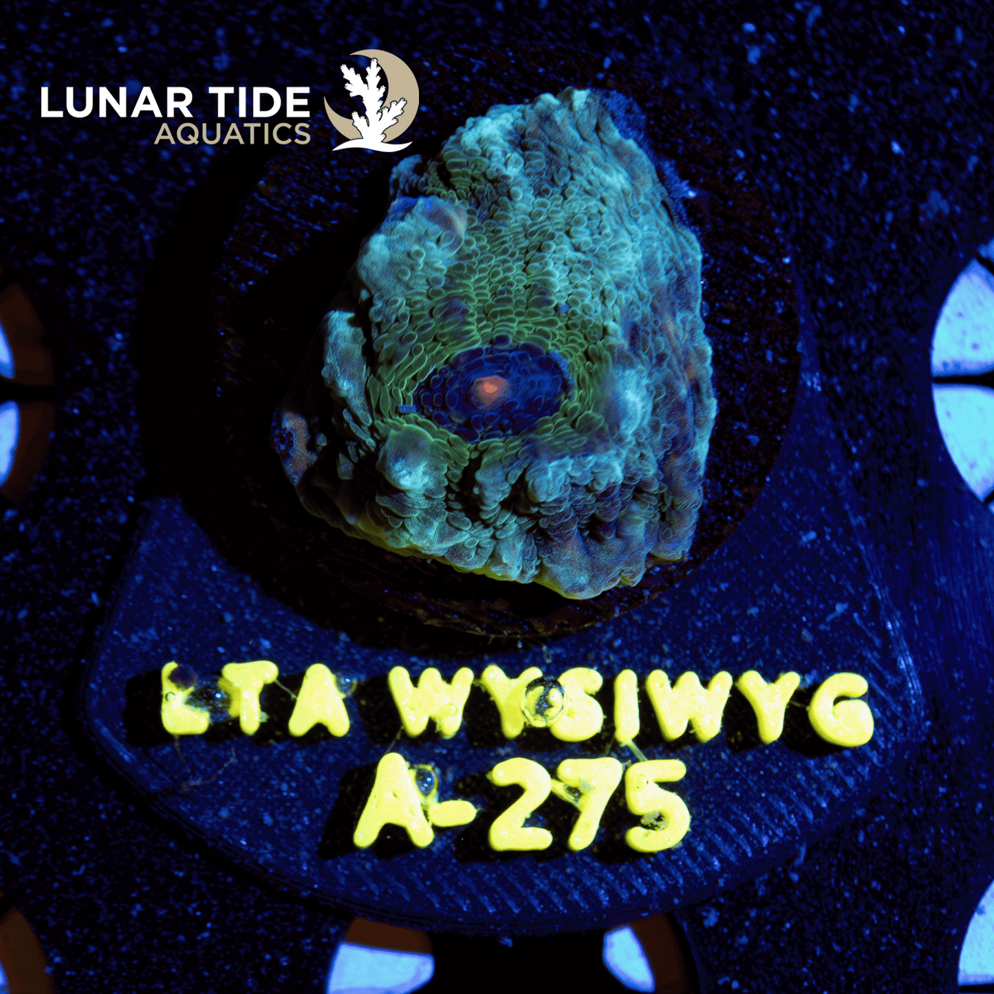 LTA Avatar Chalice