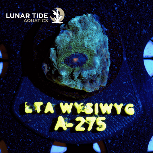 LTA Avatar Chalice