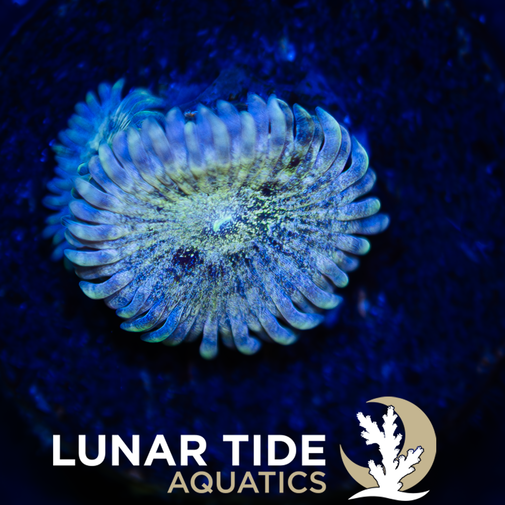 LTA Leprechaun Shart Zoanthids