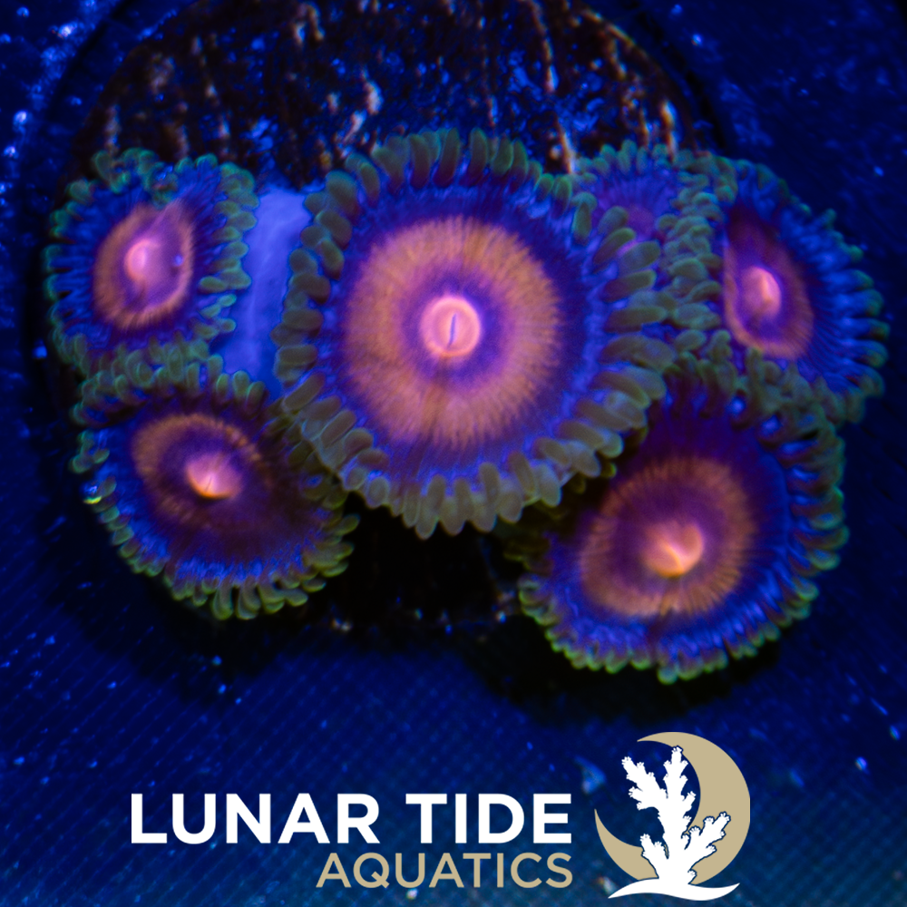 LTA Supergirl Zoanthids