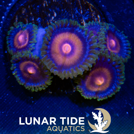 LTA Supergirl Zoanthids