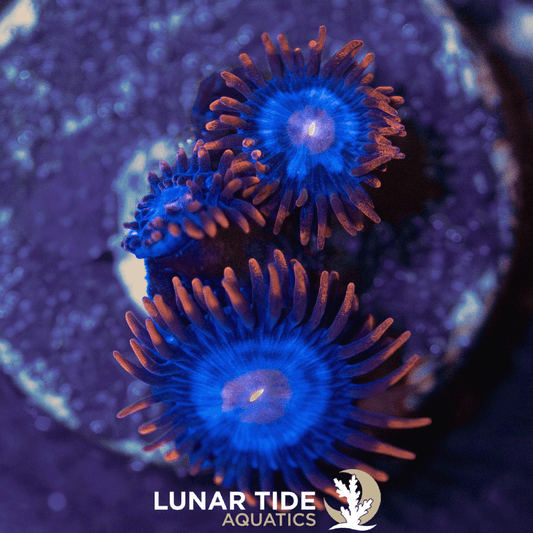 LT Spiderman Zoanthids