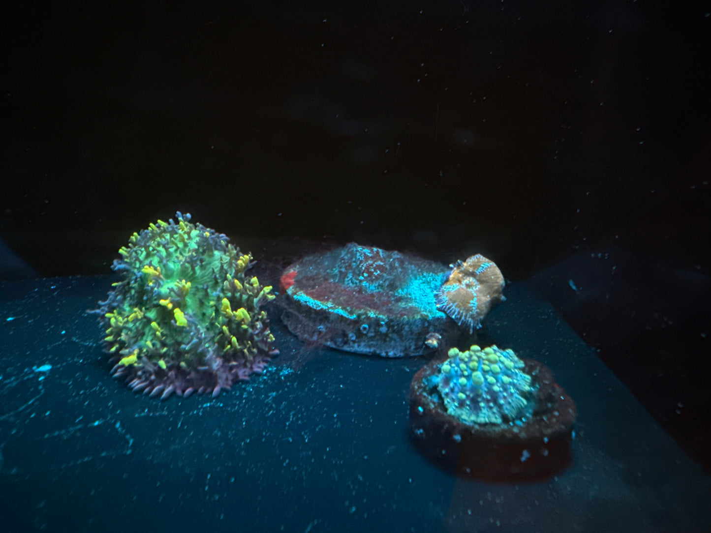 Mushroom 2-Pack (WYSIWYG)