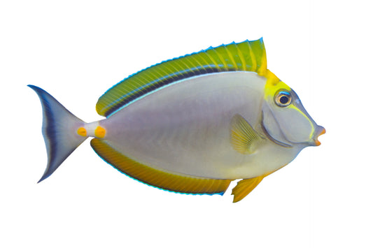 Blonde Naso Tang