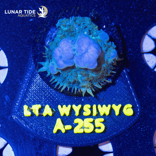 LTA Blue Balls Bounce Mushroom