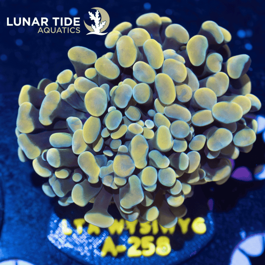 LTA Double Head Blue Ocean’s Gold Hammer