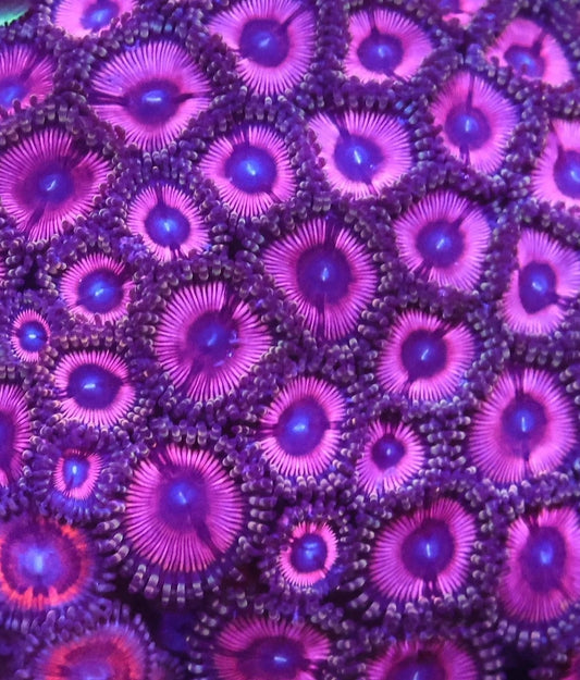 LTA Pink Passion Zoas