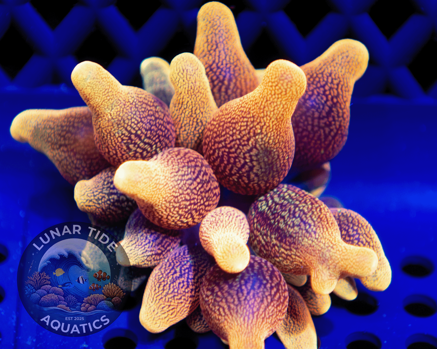 WYSIWYG - Chicago Sunburst Bubble Tip Anemone - 2