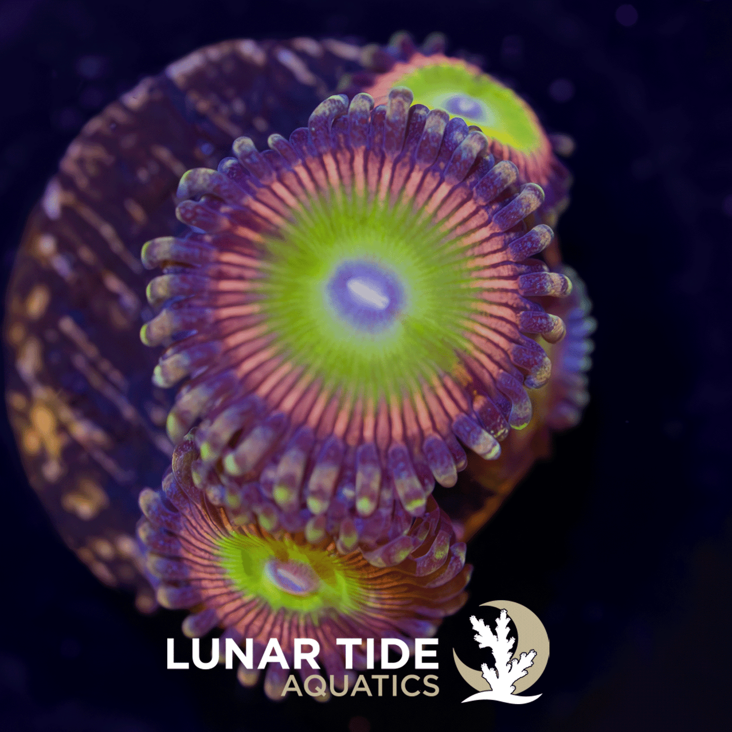 LT Candy Apple Pink Zoanthids