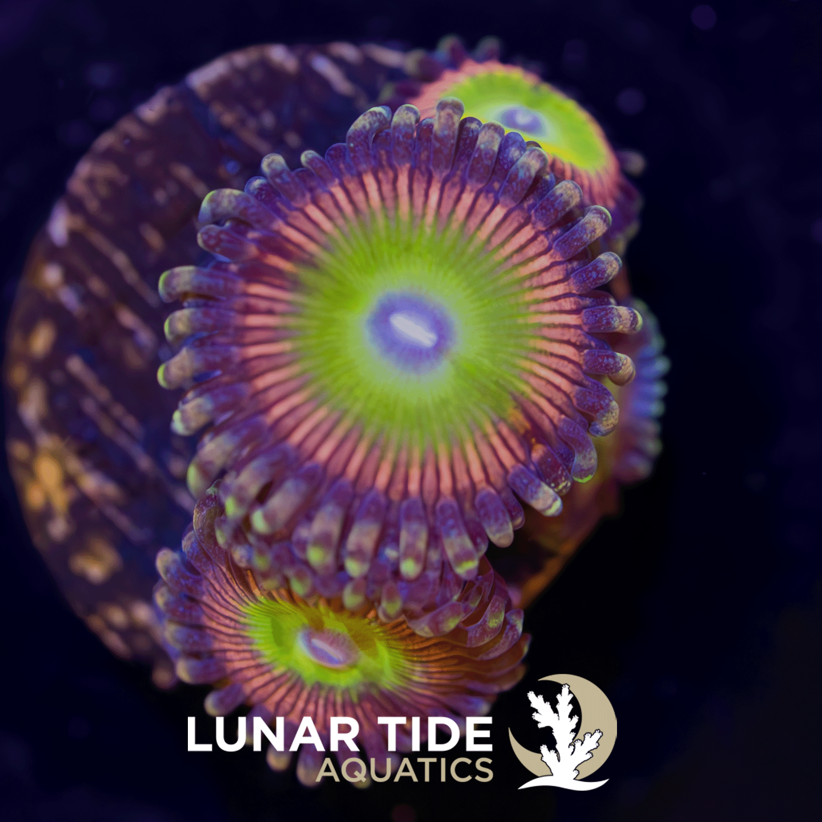 LT Candy Apple Pink Zoanthids