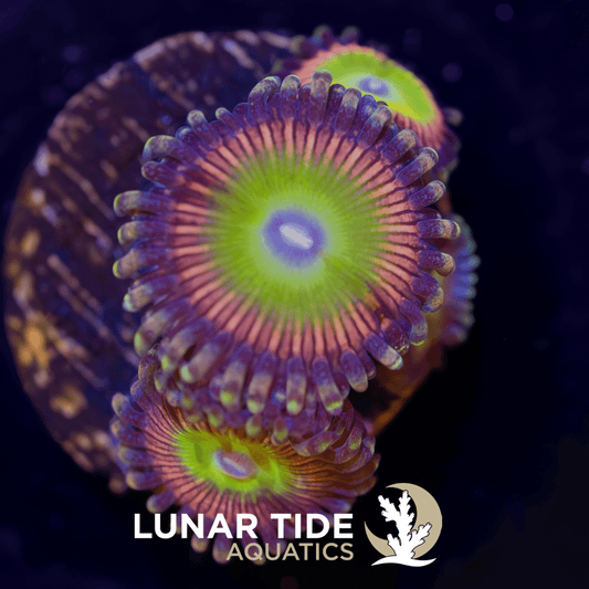 LT Candy Apple Pink Zoanthids