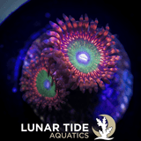 LT Candy Apple Red Zoanthids