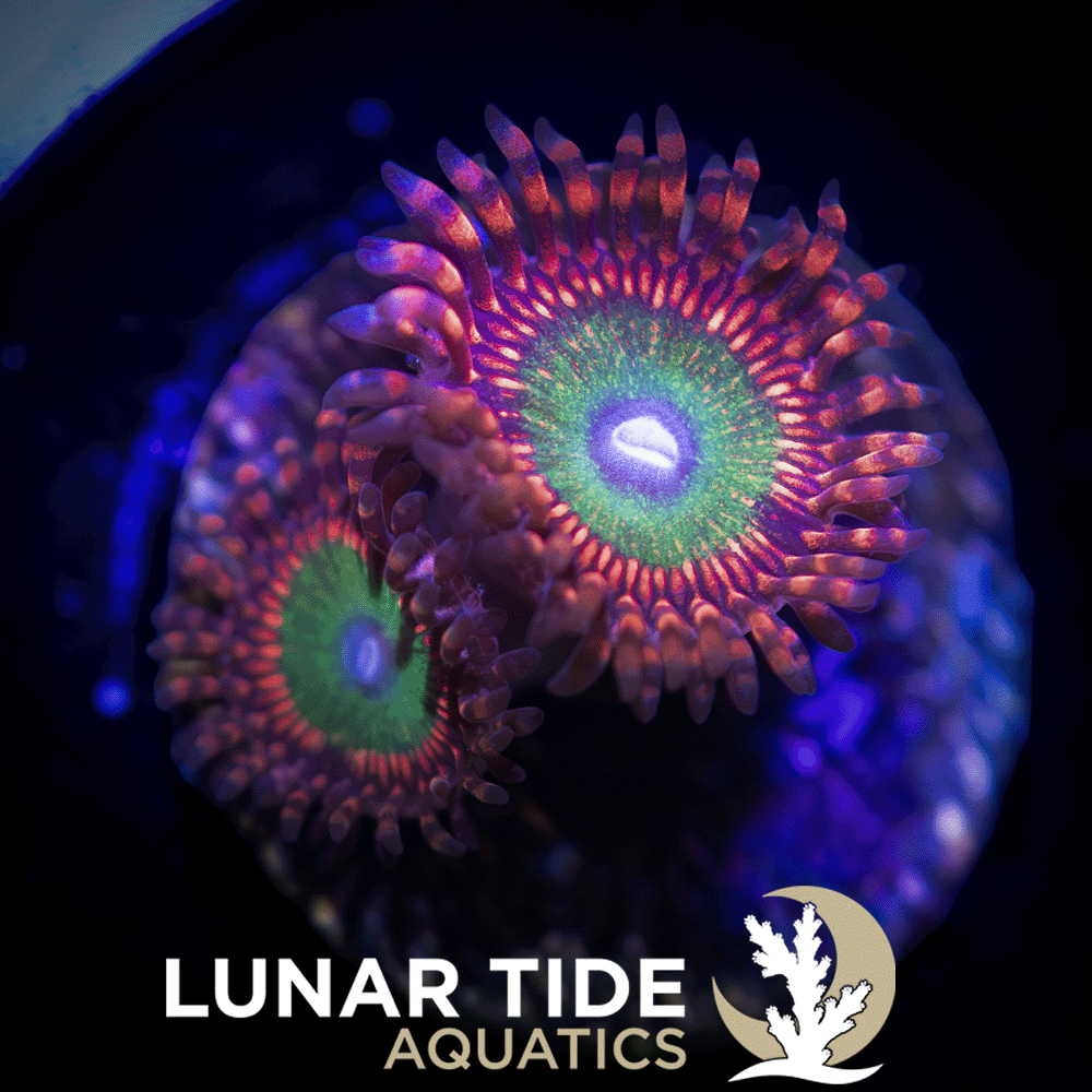 LT Candy Apple Red Zoanthids