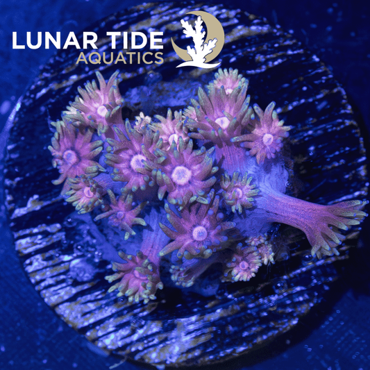 LTA Celestial Meadows Goniopora